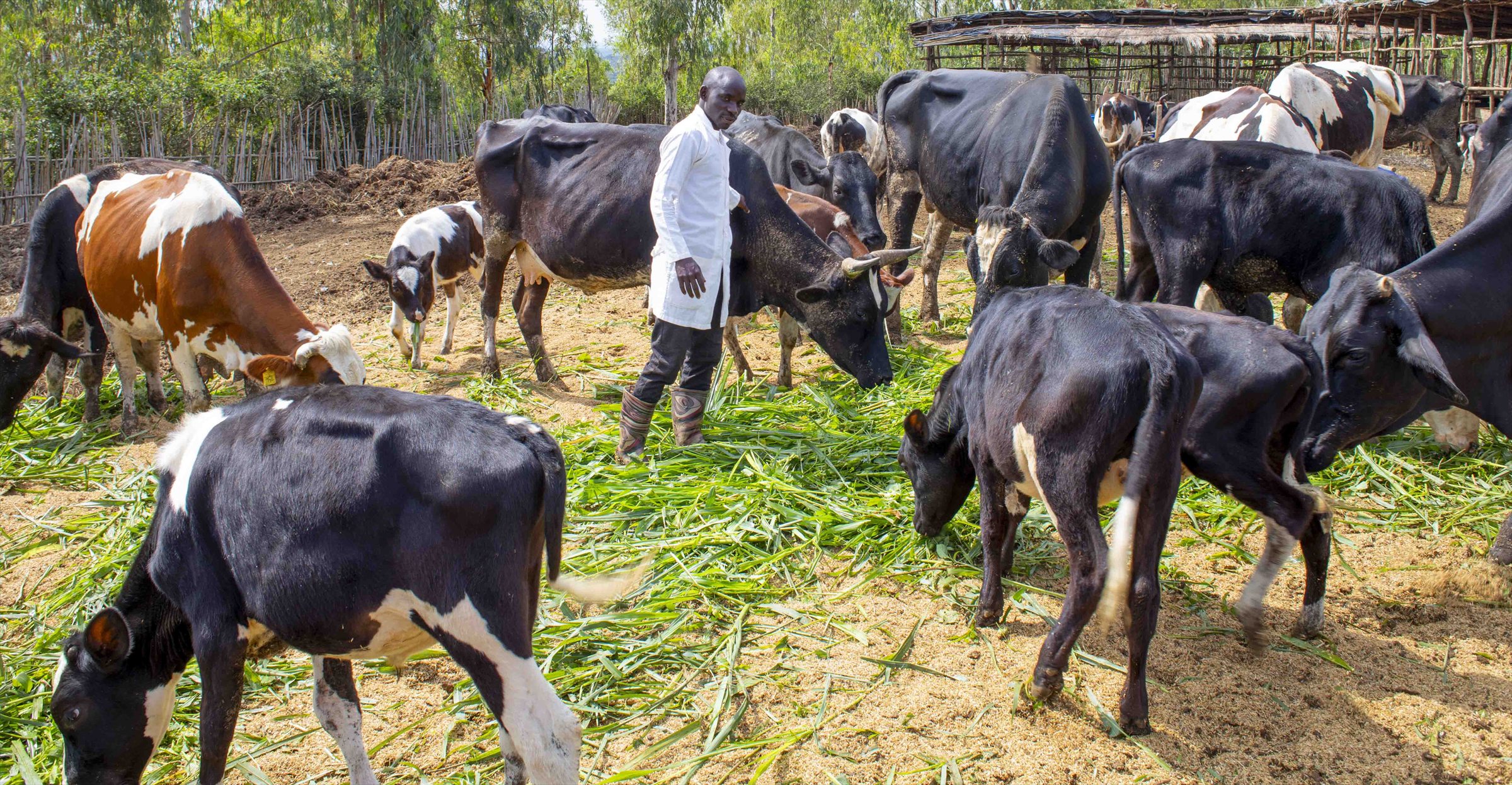 Cattle grazing