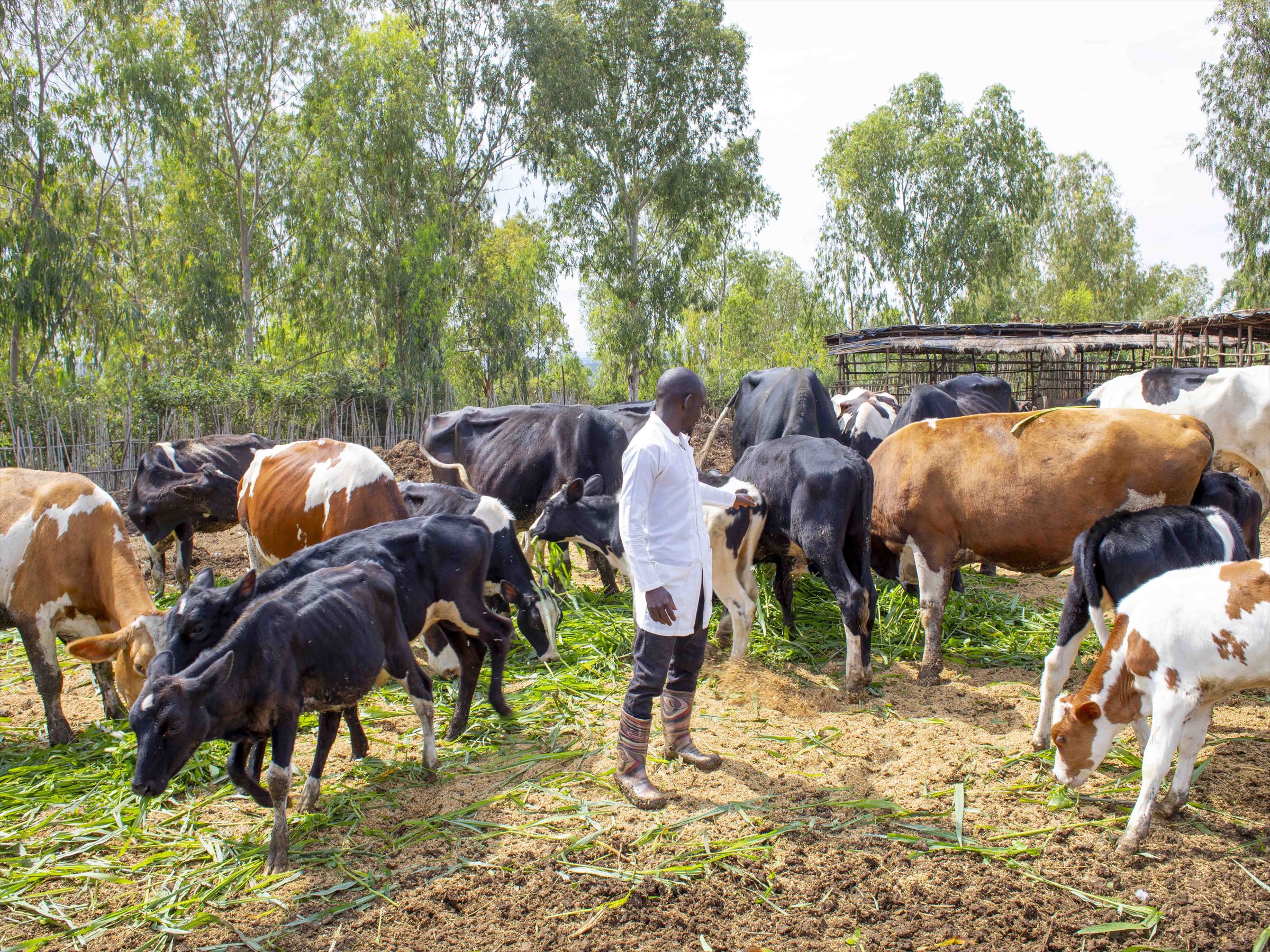 Cattle feeding