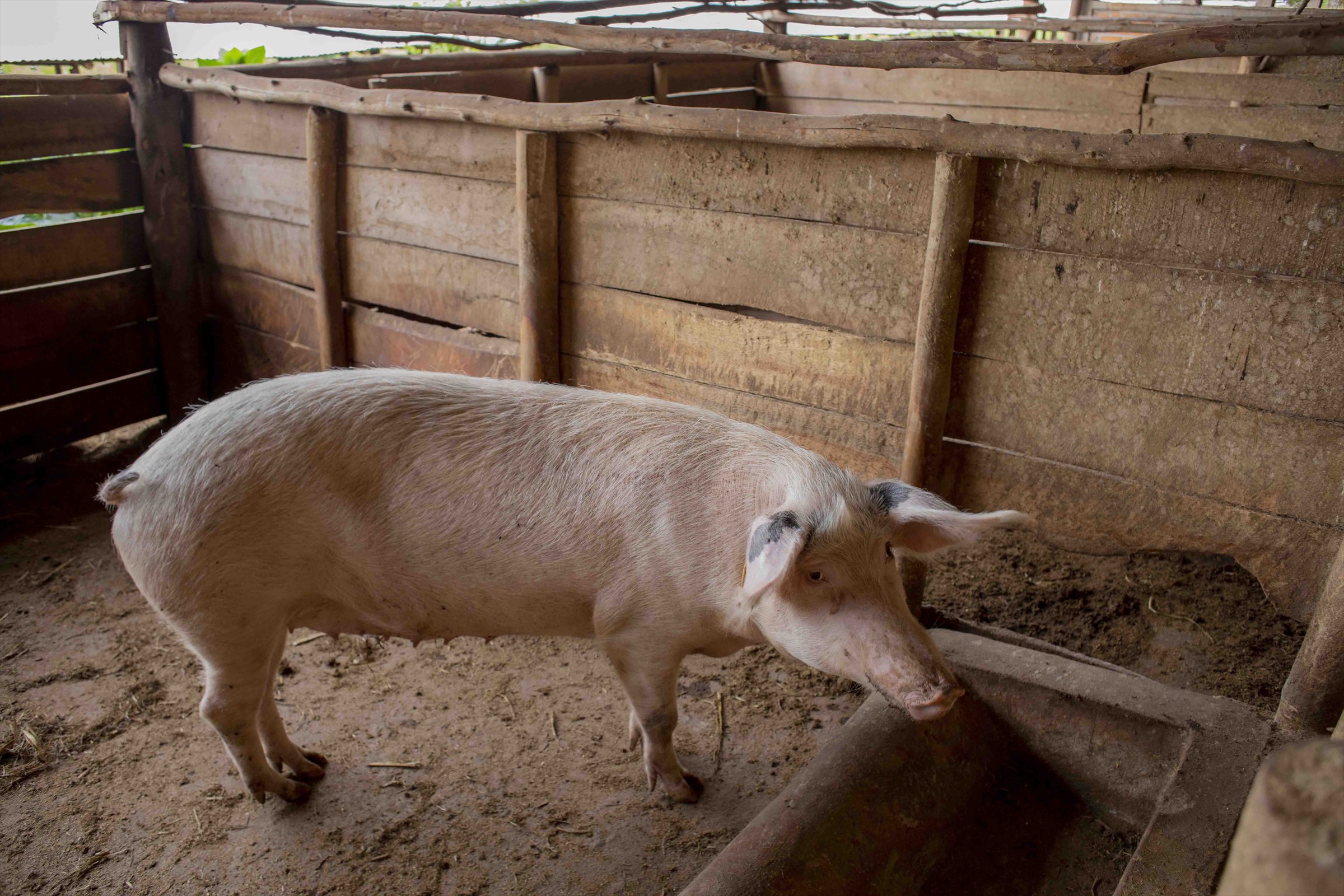 Pigs in a farm pen