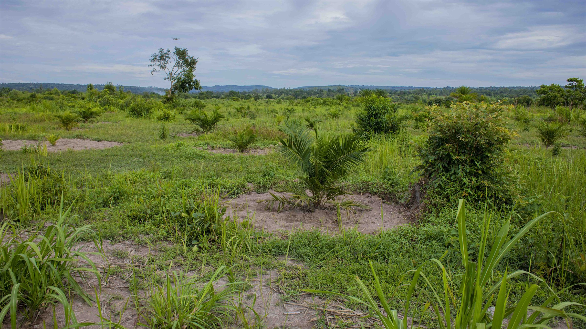 Digital farm monitoring field
