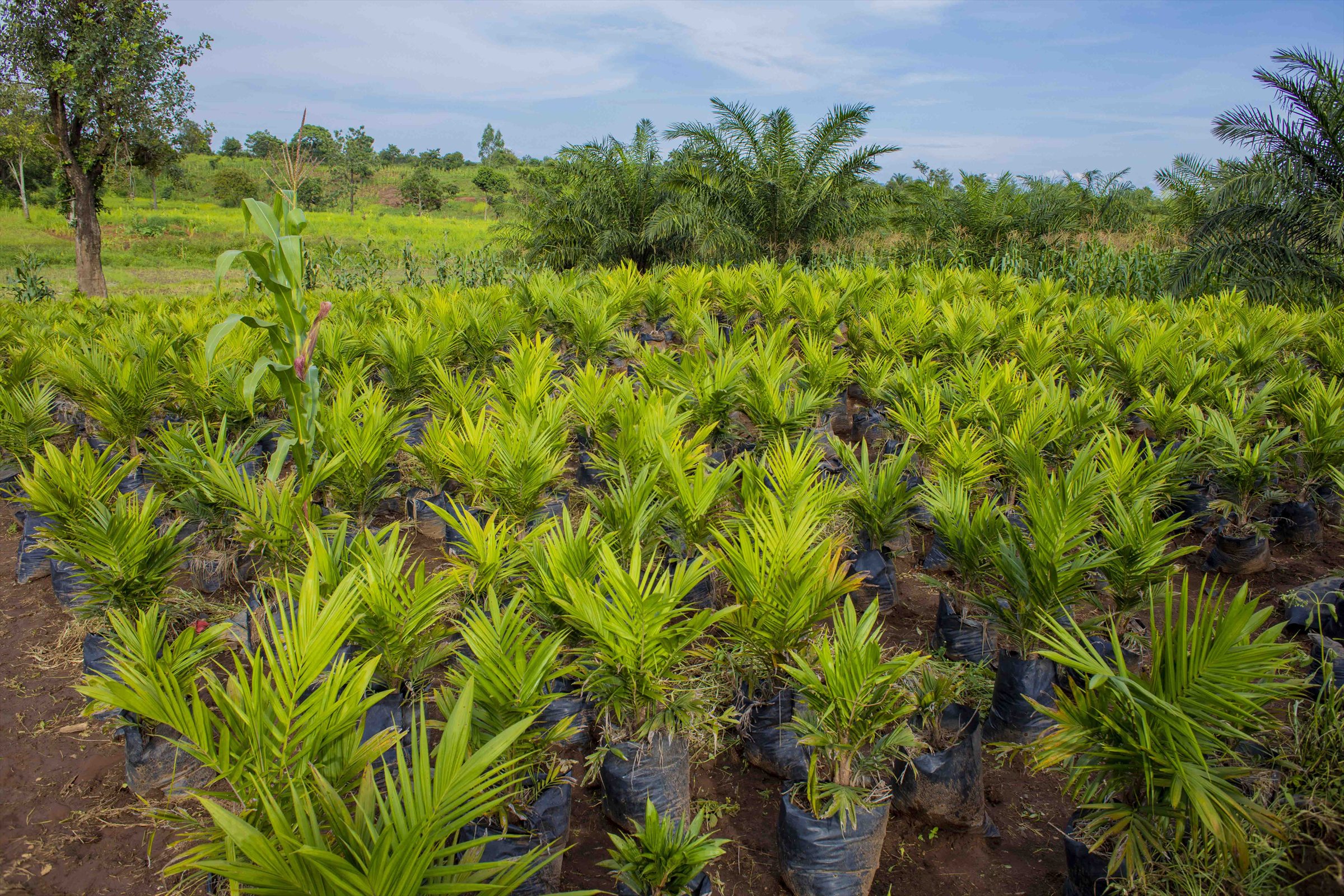 Oil palm plantation