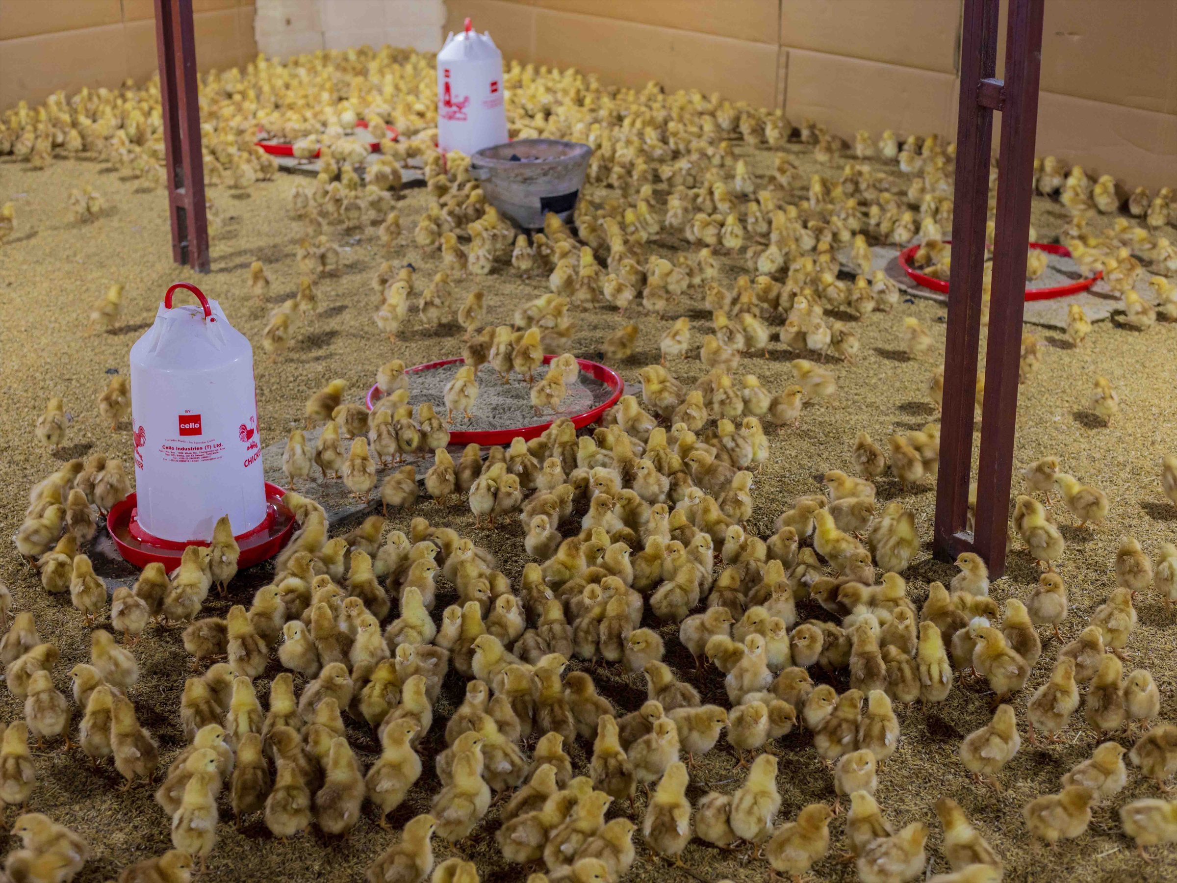 Poultry chicks in a farm house