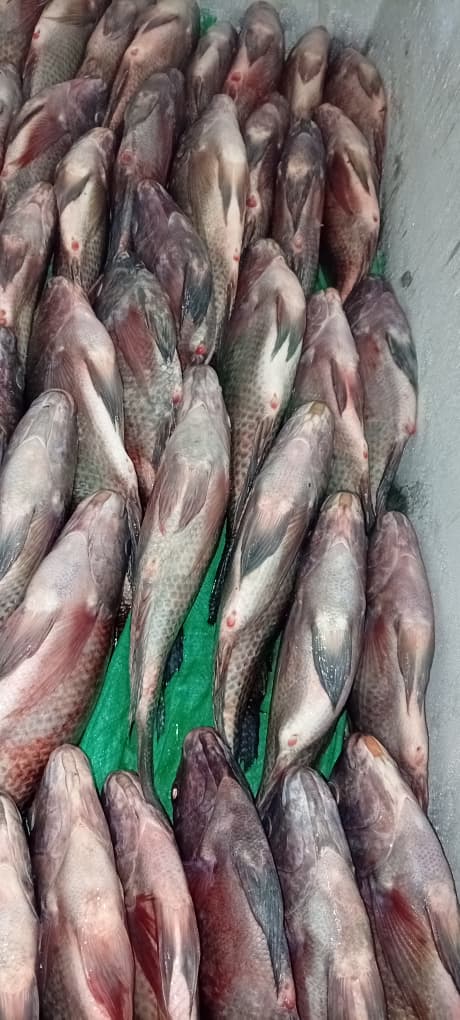 MUGABO fish